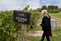 Die Landpartie - Kanada mit E-Bike - Zwischenstopp im Weingut Inniskillin 