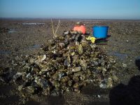 Seeblick - Rund 1.000 Austern im Monat werden auf Amrum gesammelt
