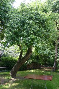 Gasthof Oldenwöhrden - Apfelbaum im Gasthof