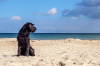 Hotel Südspeicher - Hund im Sand