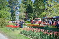 Tulpenfest in Morges