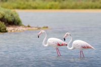 E-Bike-Reise Provence – Camargue - Im Sonnenland Frankreichs Flamingos sehen